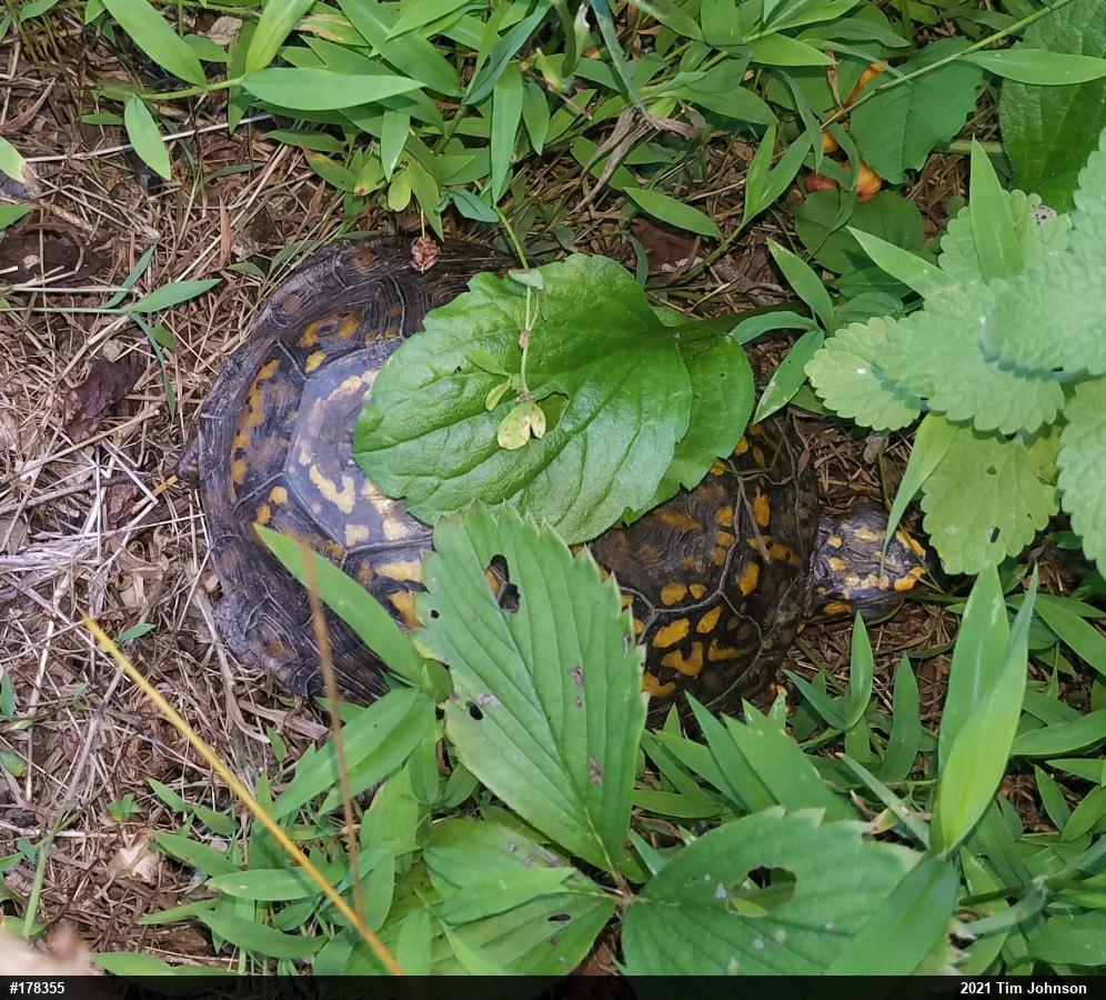 Eastern Box Turtle