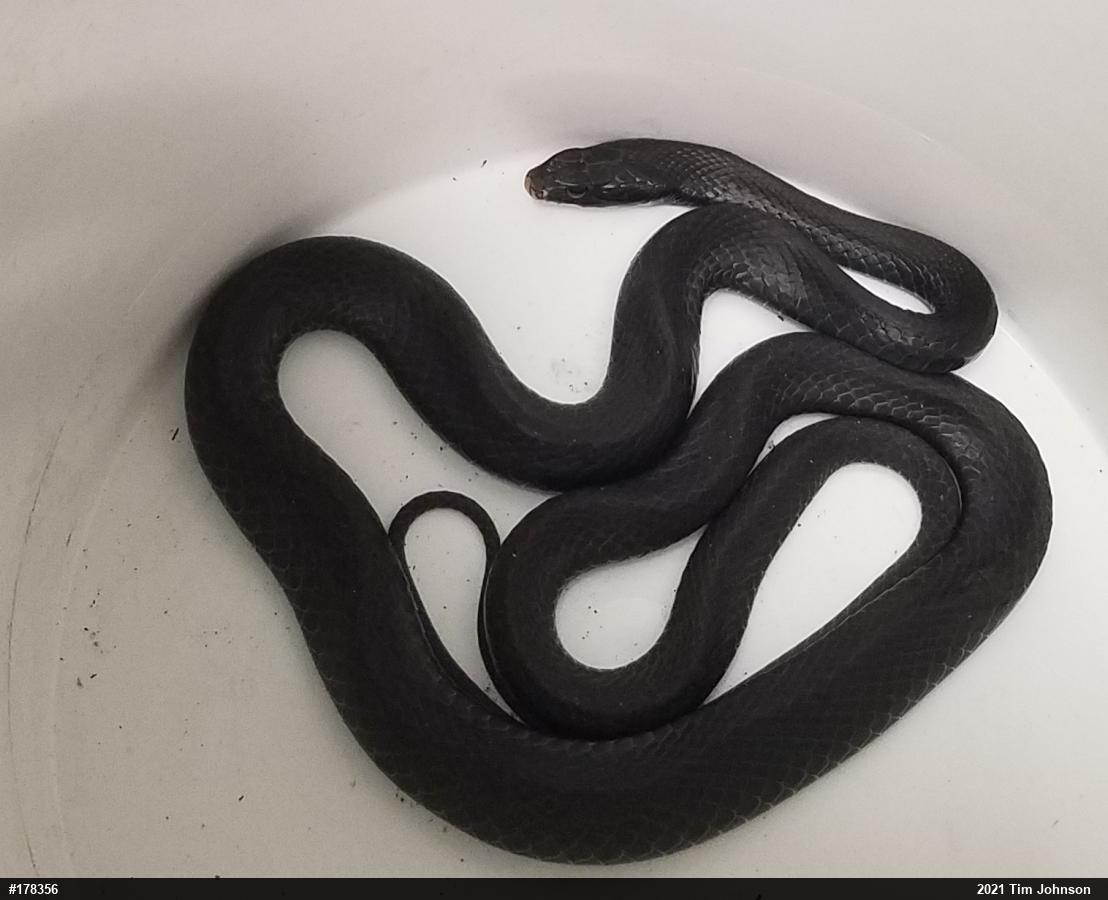 Northern Black Racer