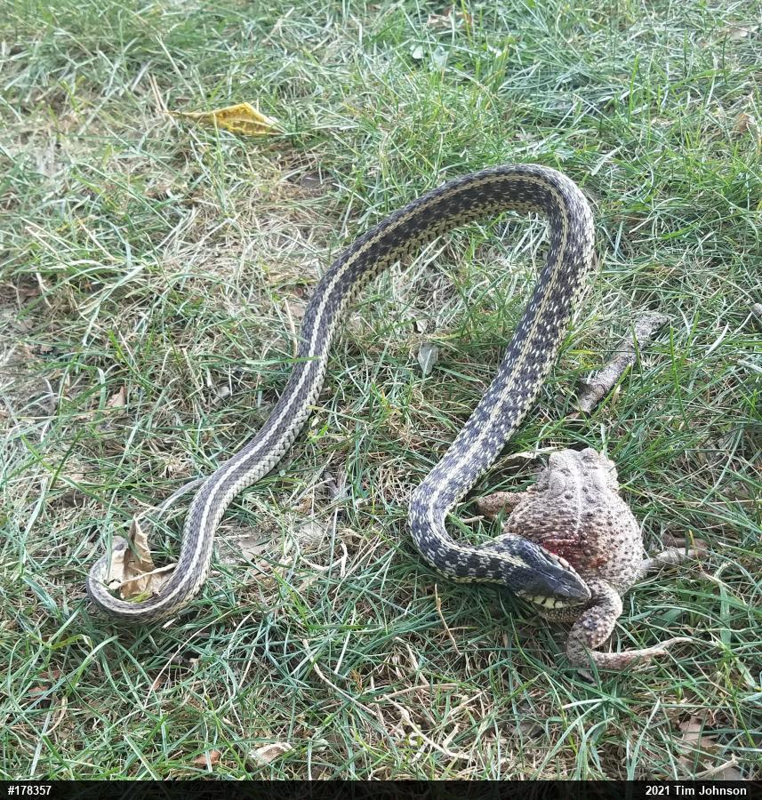 Eastern Gartersnake