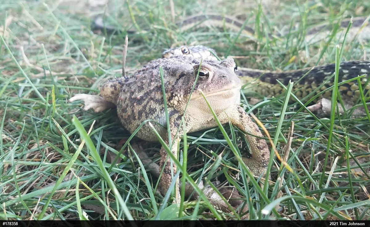 Eastern American Toad