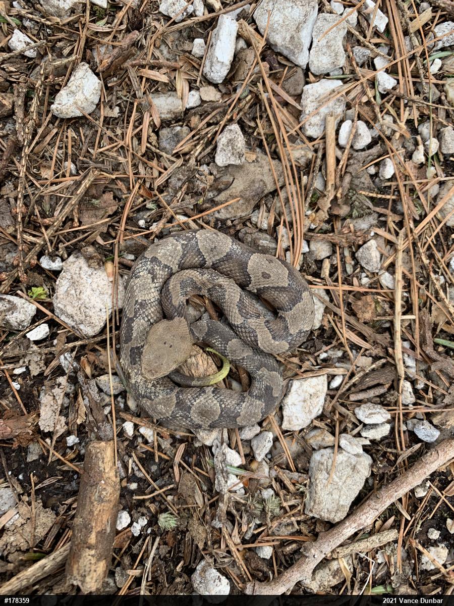 Northern Copperhead