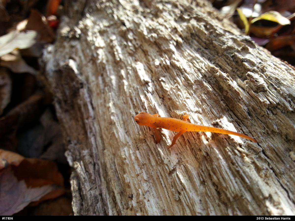 Red-spotted Newt