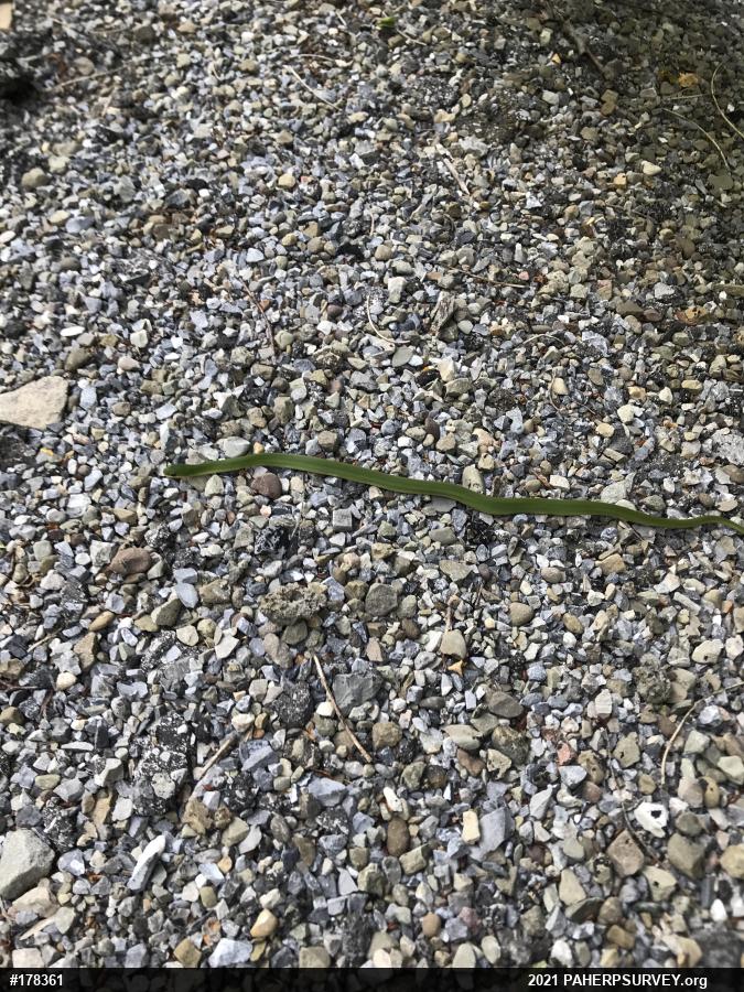 Smooth Greensnake