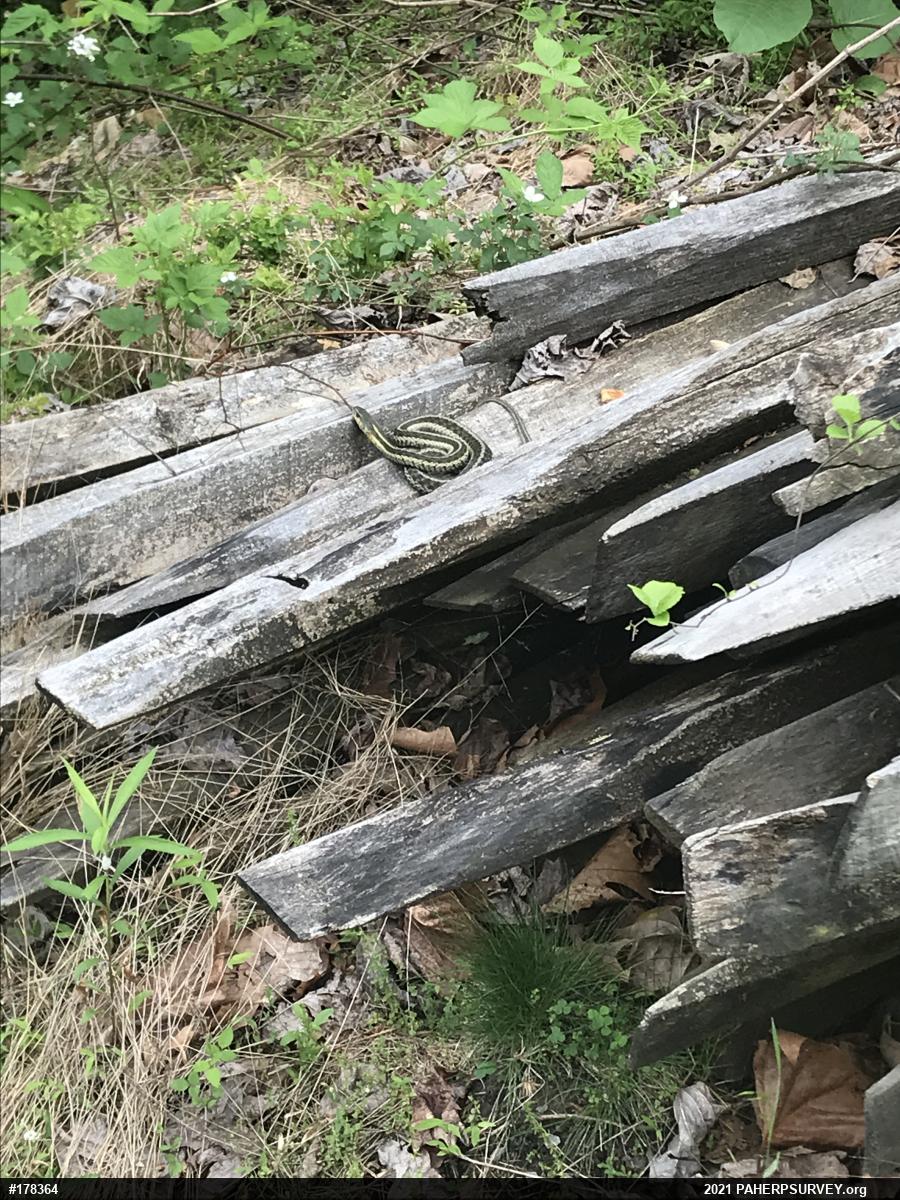 Eastern Gartersnake