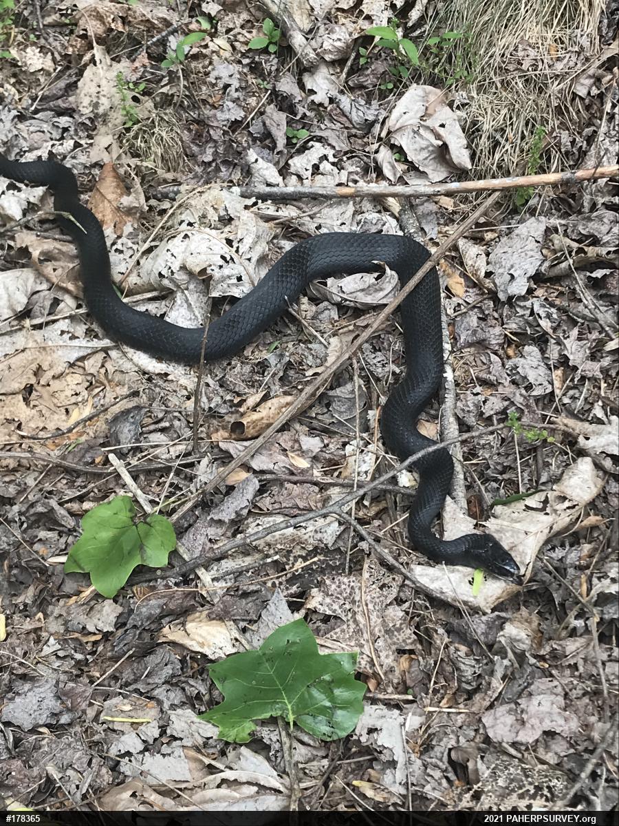Northern Black Racer