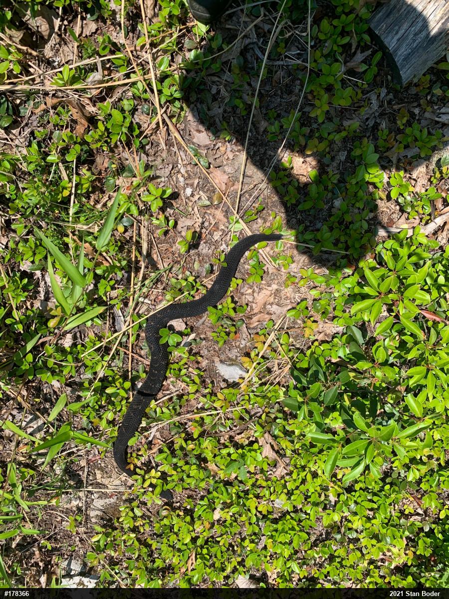 Timber Rattlesnake