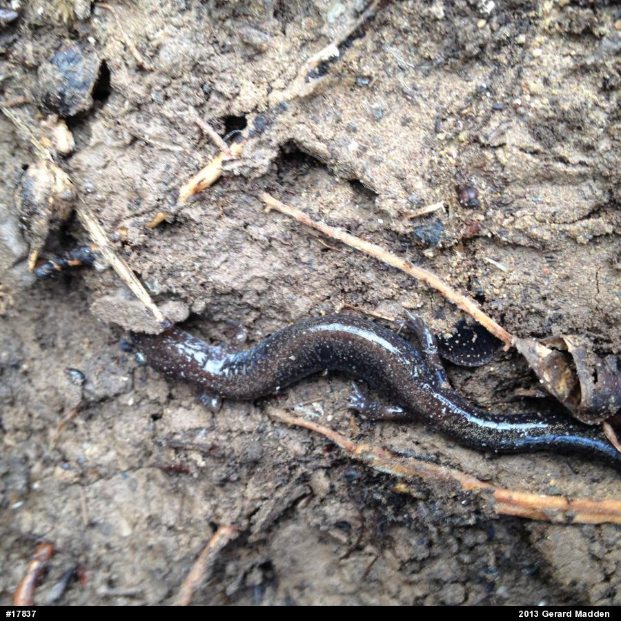 Eastern Red-backed  Salamander