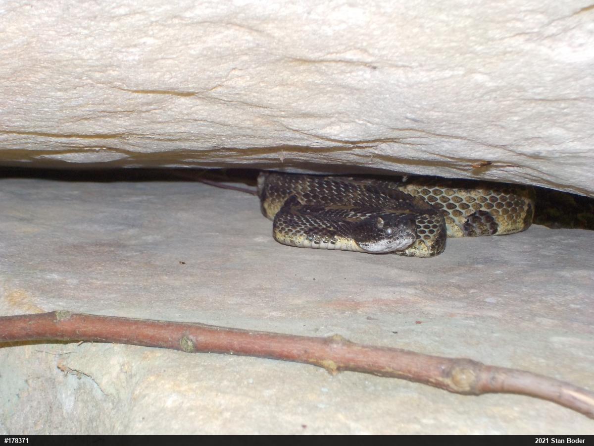 Timber Rattlesnake