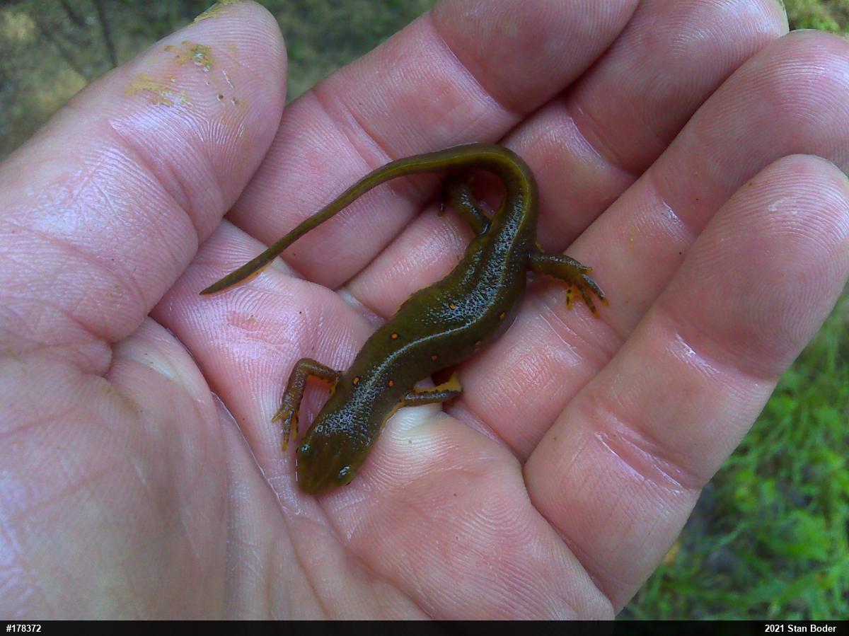 Red-spotted Newt