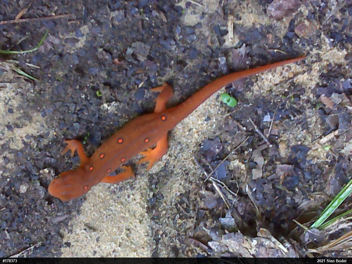 Red-spotted Newt