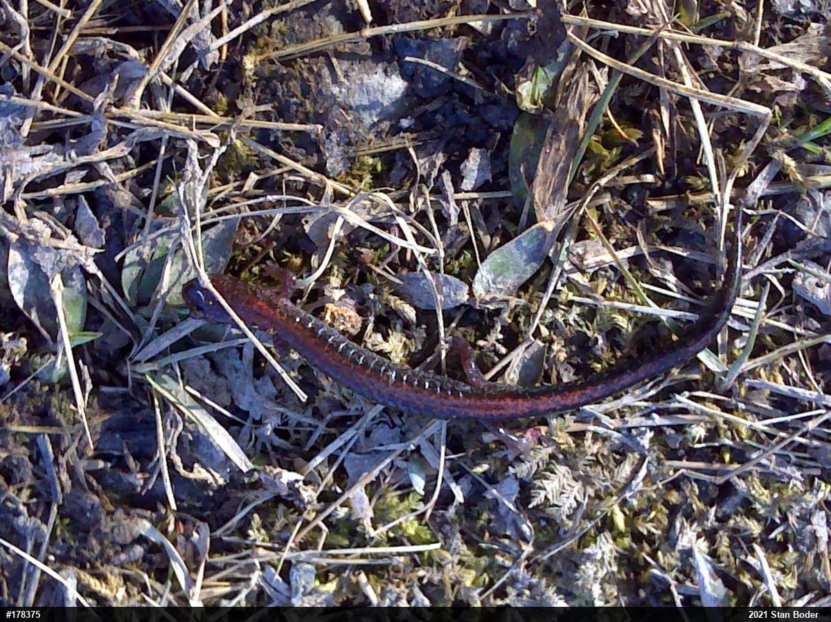 Eastern Red-backed  Salamander