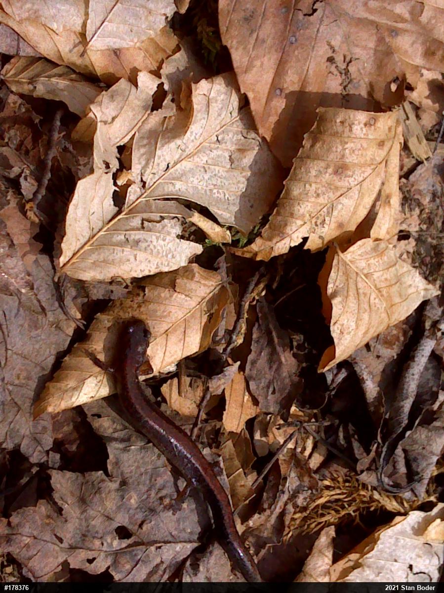 Eastern Red-backed  Salamander