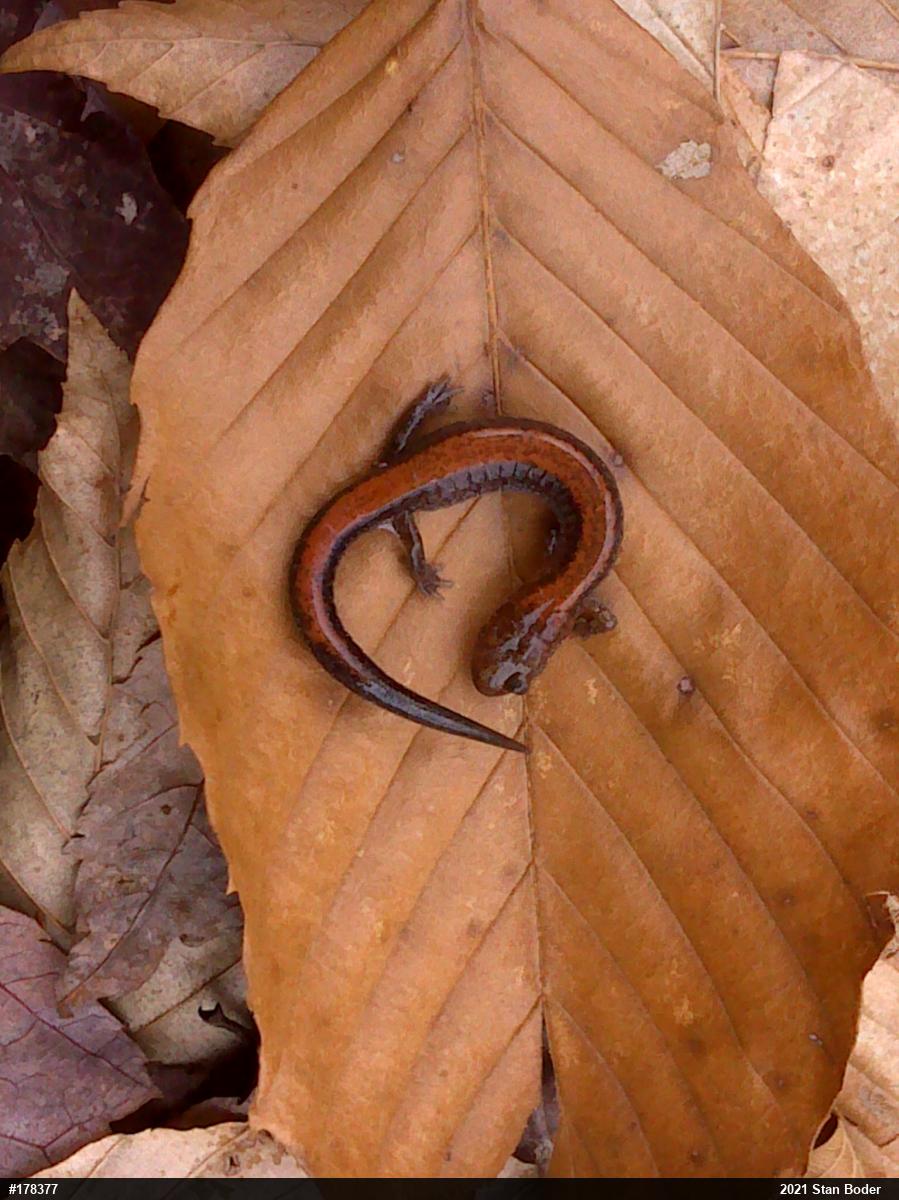 Eastern Red-backed  Salamander
