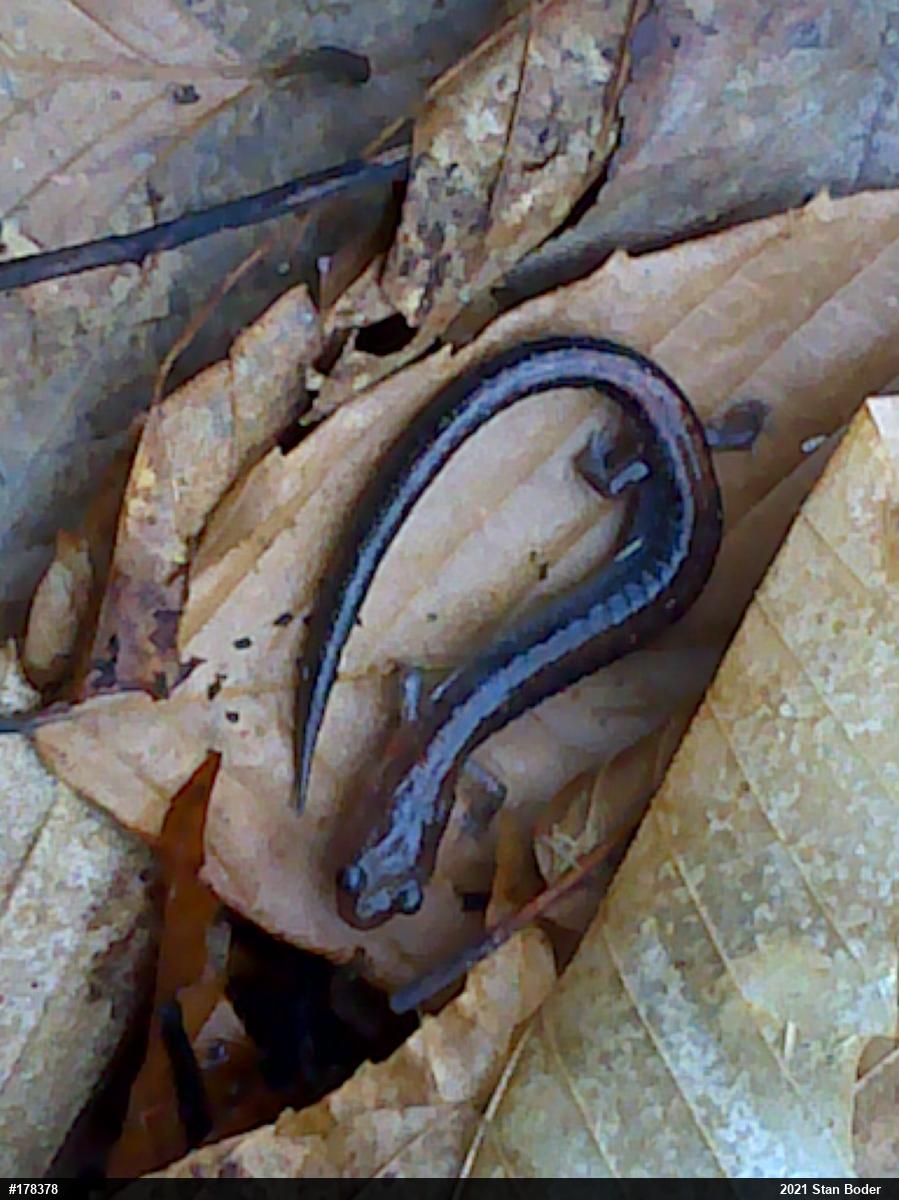 Eastern Red-backed  Salamander