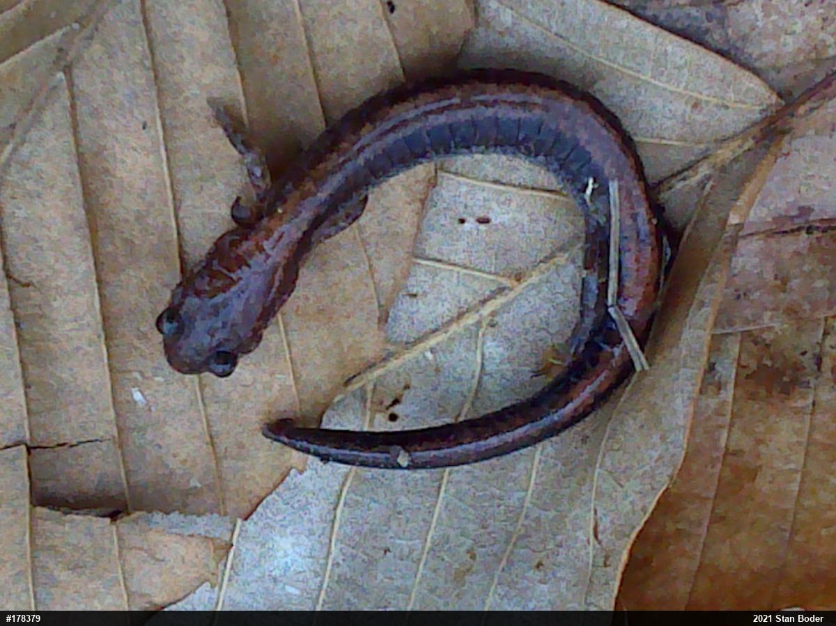 Eastern Red-backed  Salamander