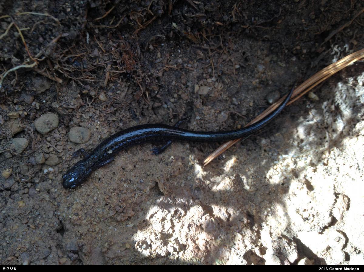 Eastern Red-backed  Salamander
