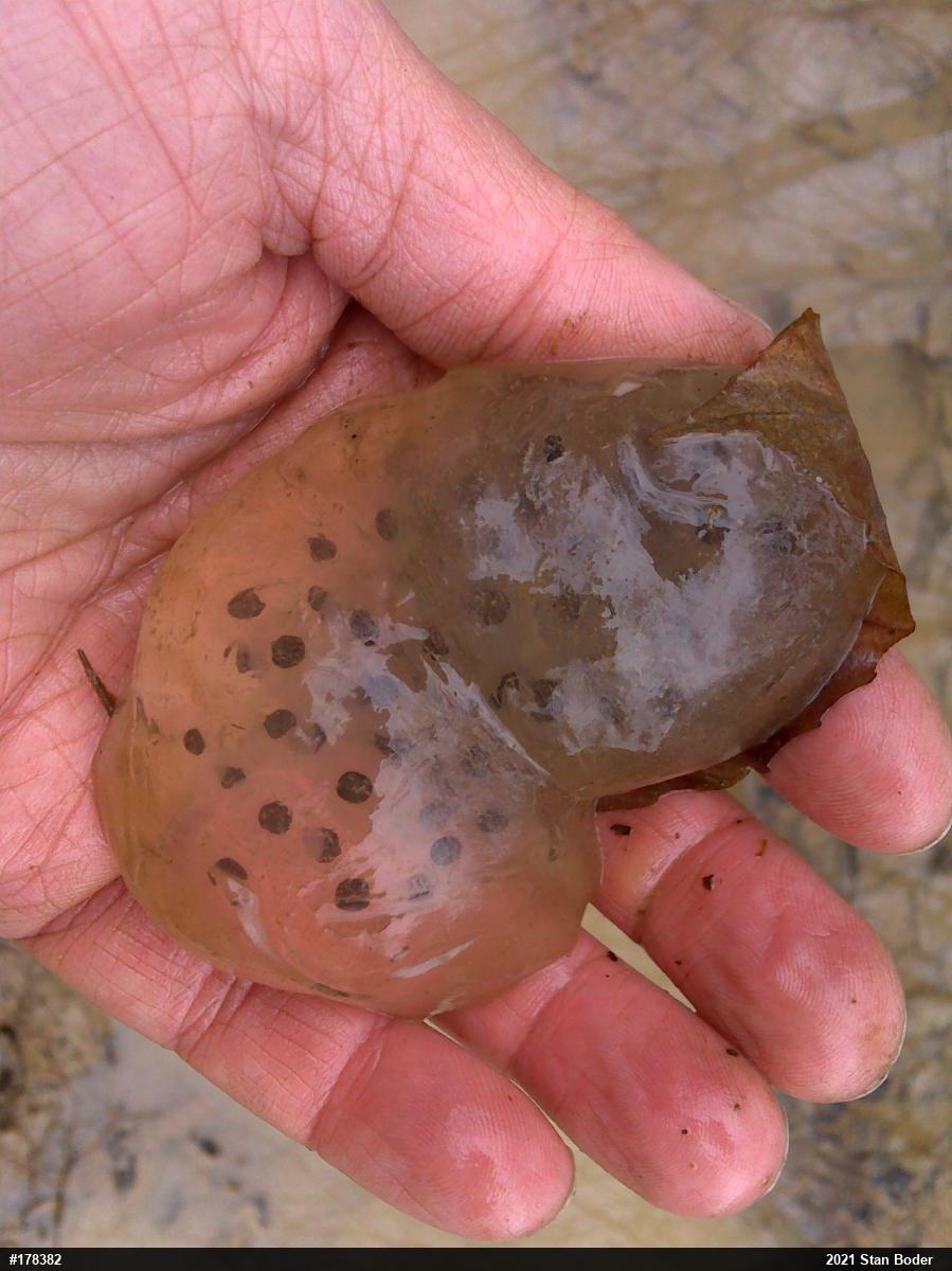 Spotted Salamander