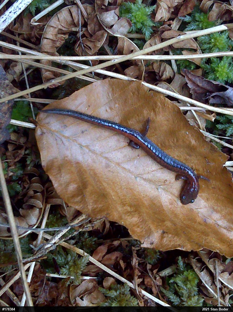 Eastern Red-backed  Salamander