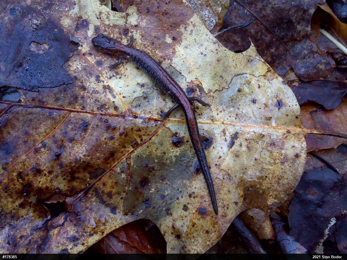 Eastern Red-backed  Salamander
