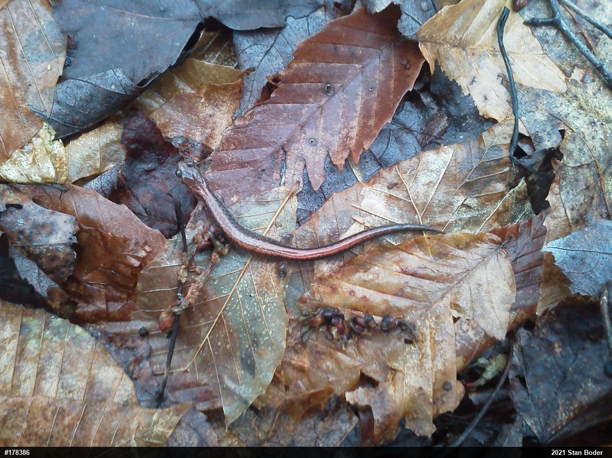 Eastern Red-backed  Salamander