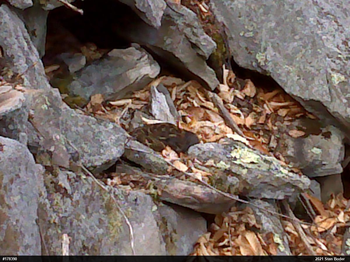 Timber Rattlesnake