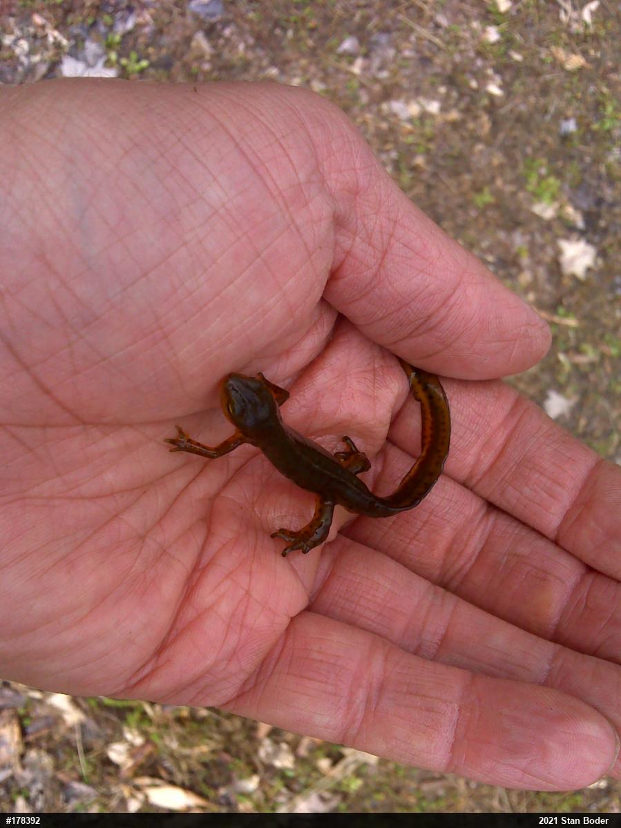 Red-spotted Newt