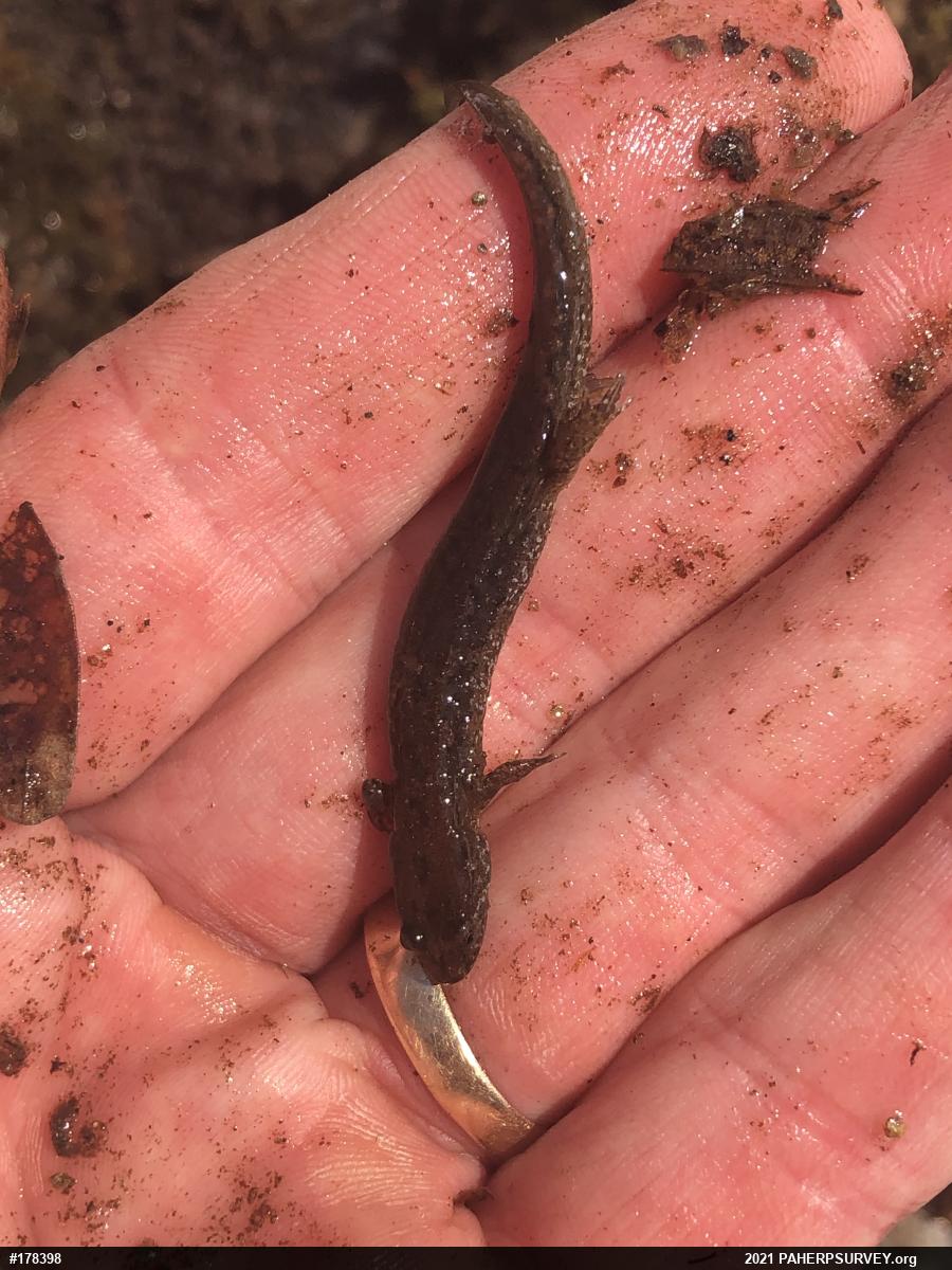 Northern Dusky Salamander