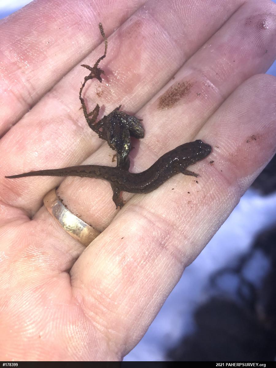 Northern Dusky Salamander