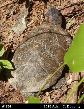 Wood Turtle