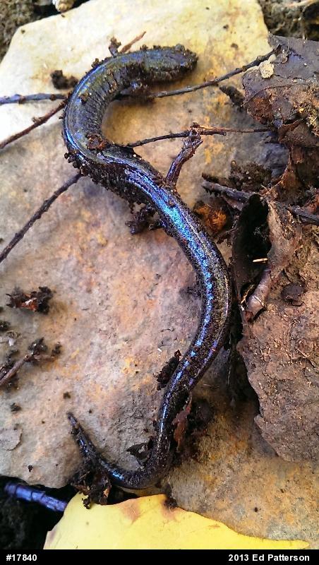 Valley And Ridge Salamander