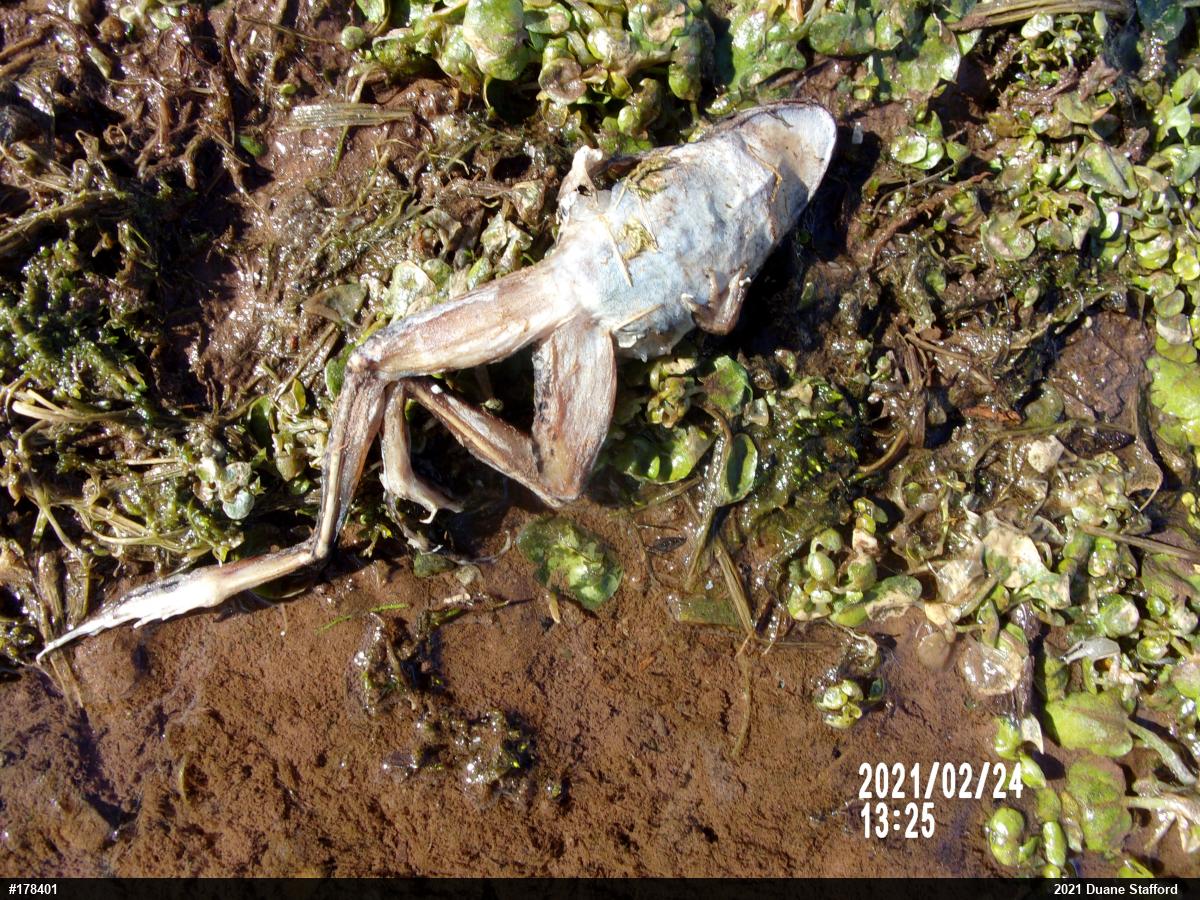 Pickerel Frog