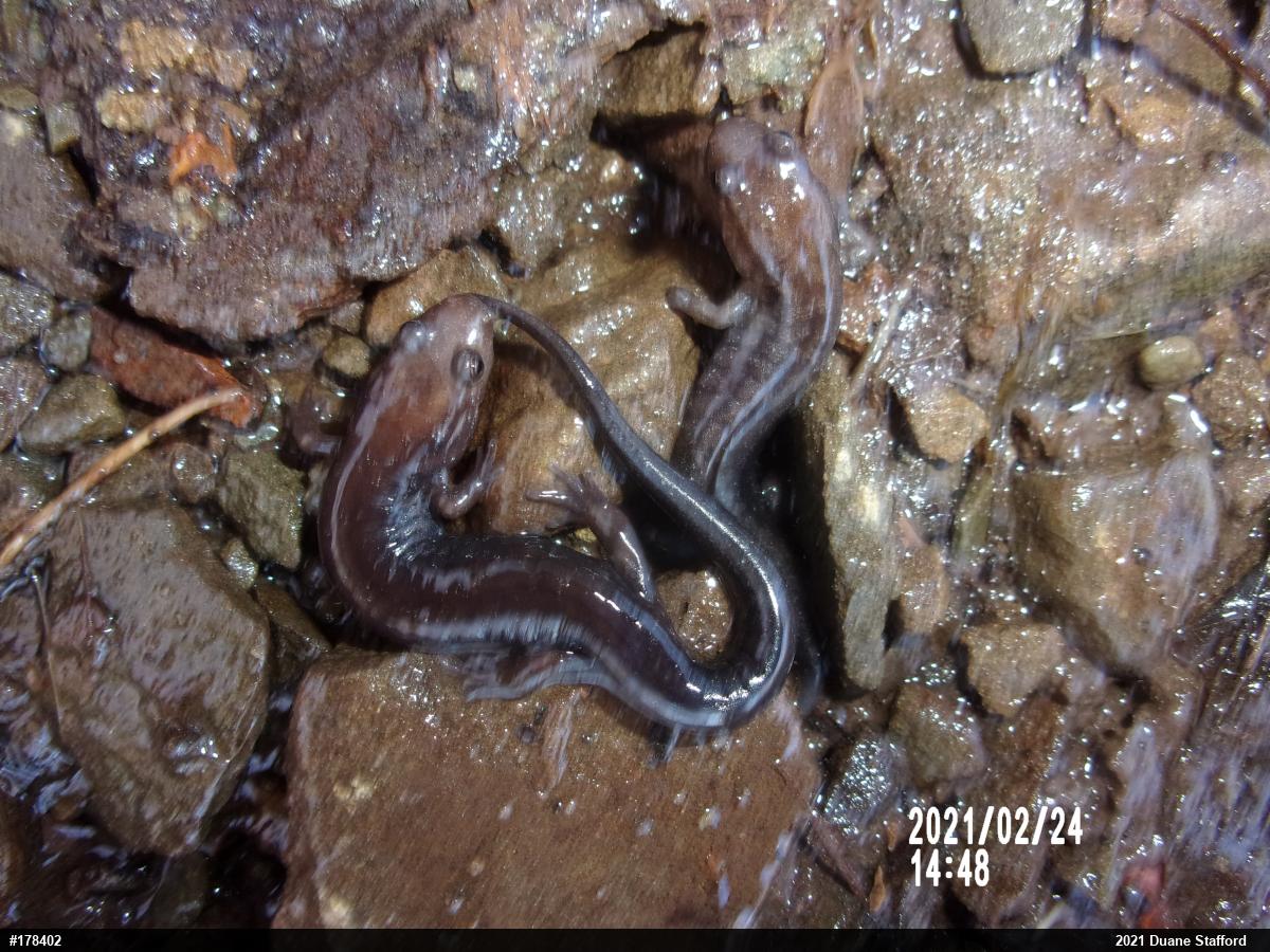 Allegheny Mountain Dusky Salamander