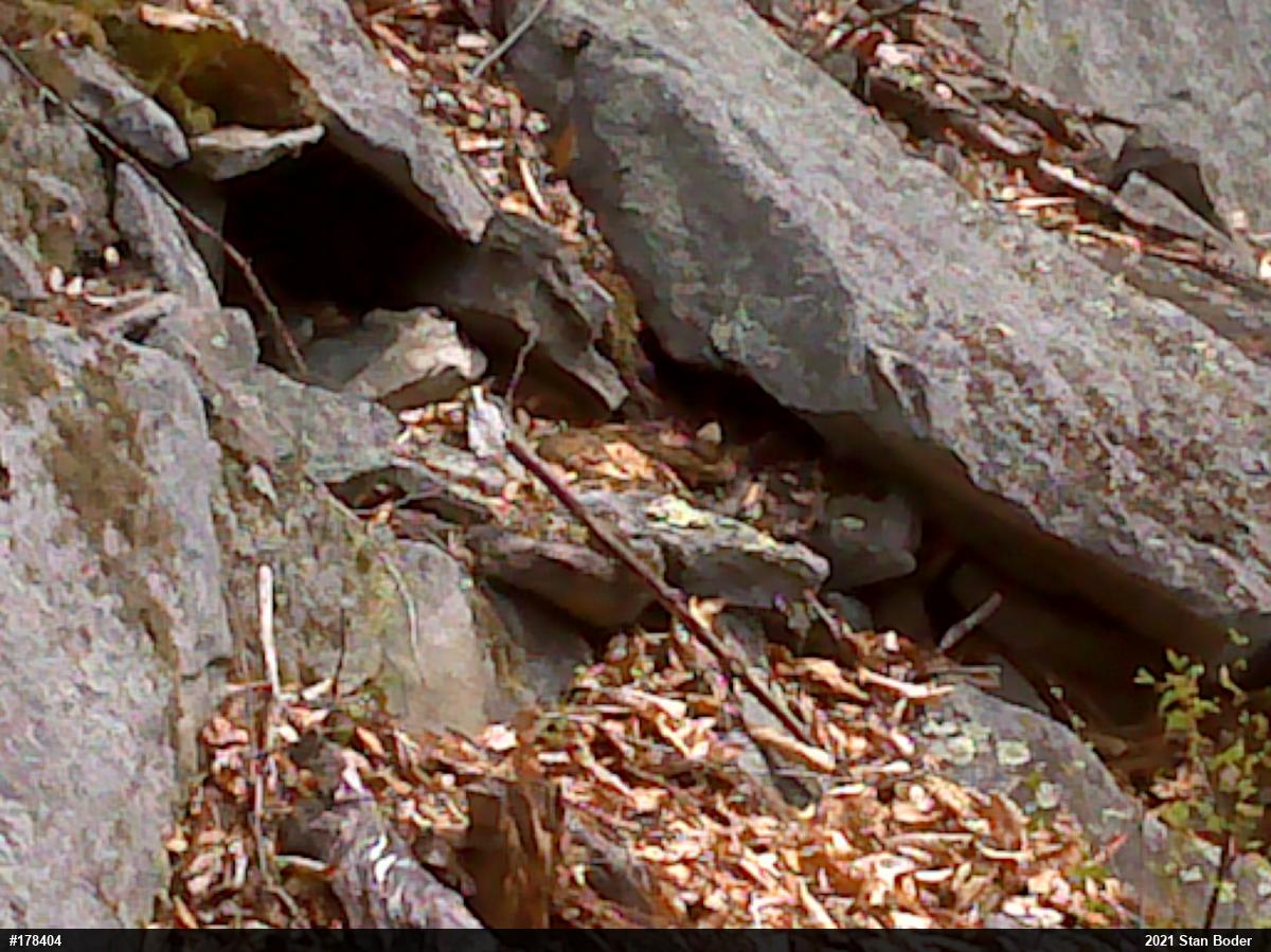 Timber Rattlesnake