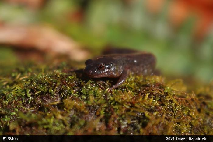 Northern Dusky Salamander