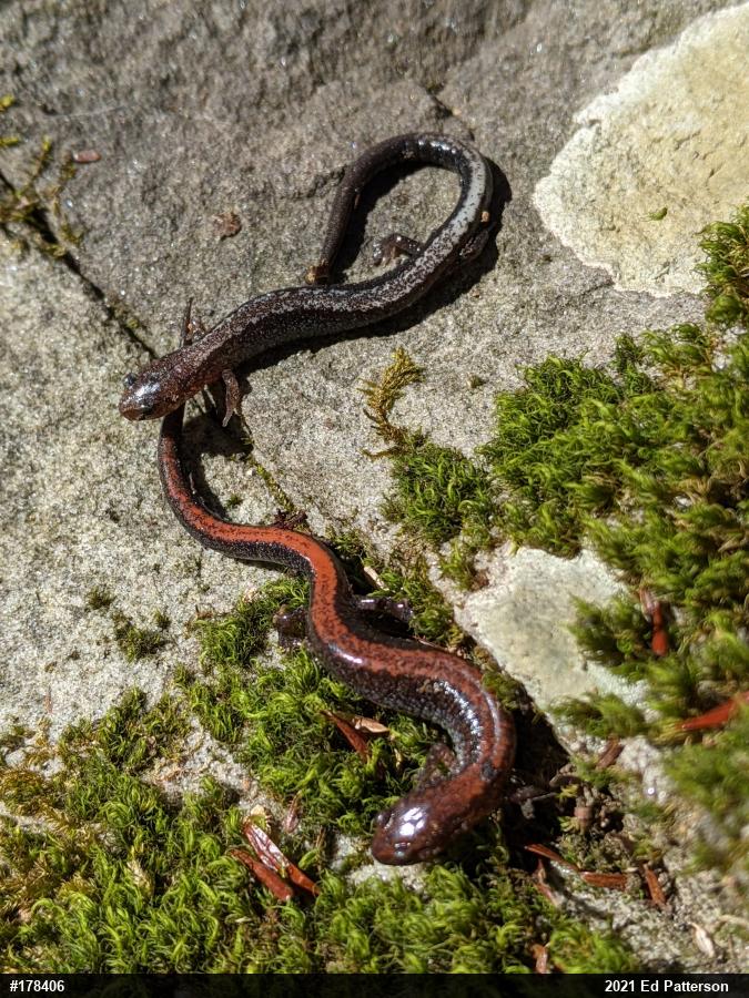 Eastern Red-backed  Salamander