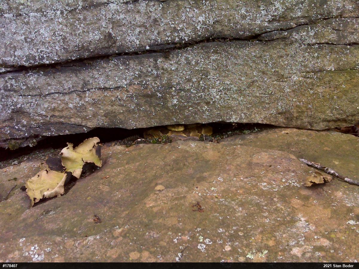 Timber Rattlesnake