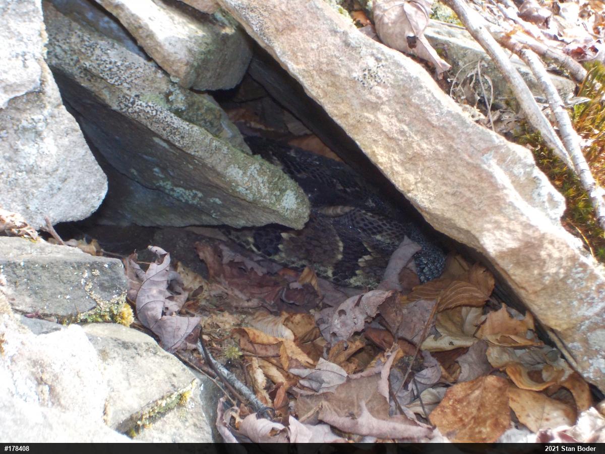 Timber Rattlesnake