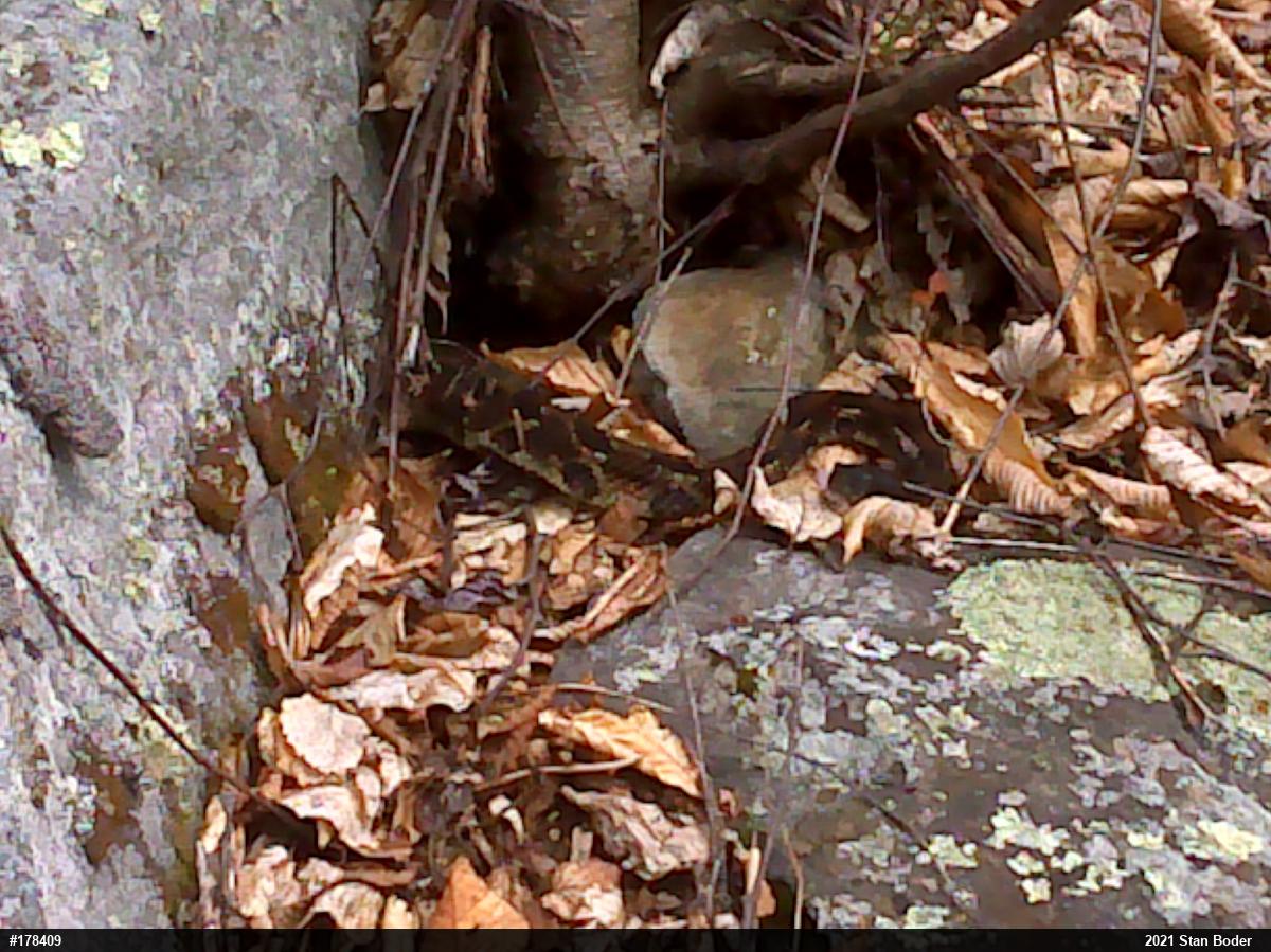 Timber Rattlesnake