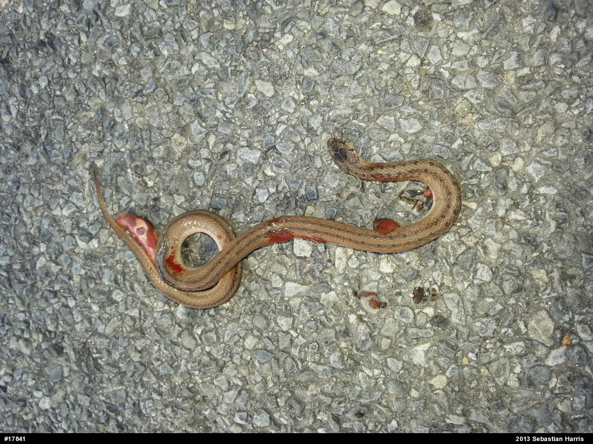 Dekay's Brownsnake