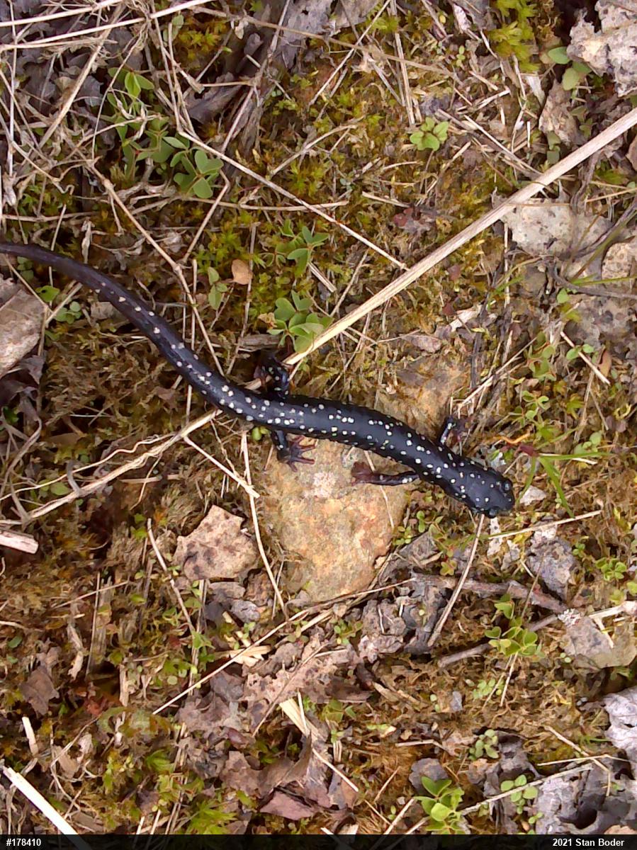 Northern Slimy Salamander