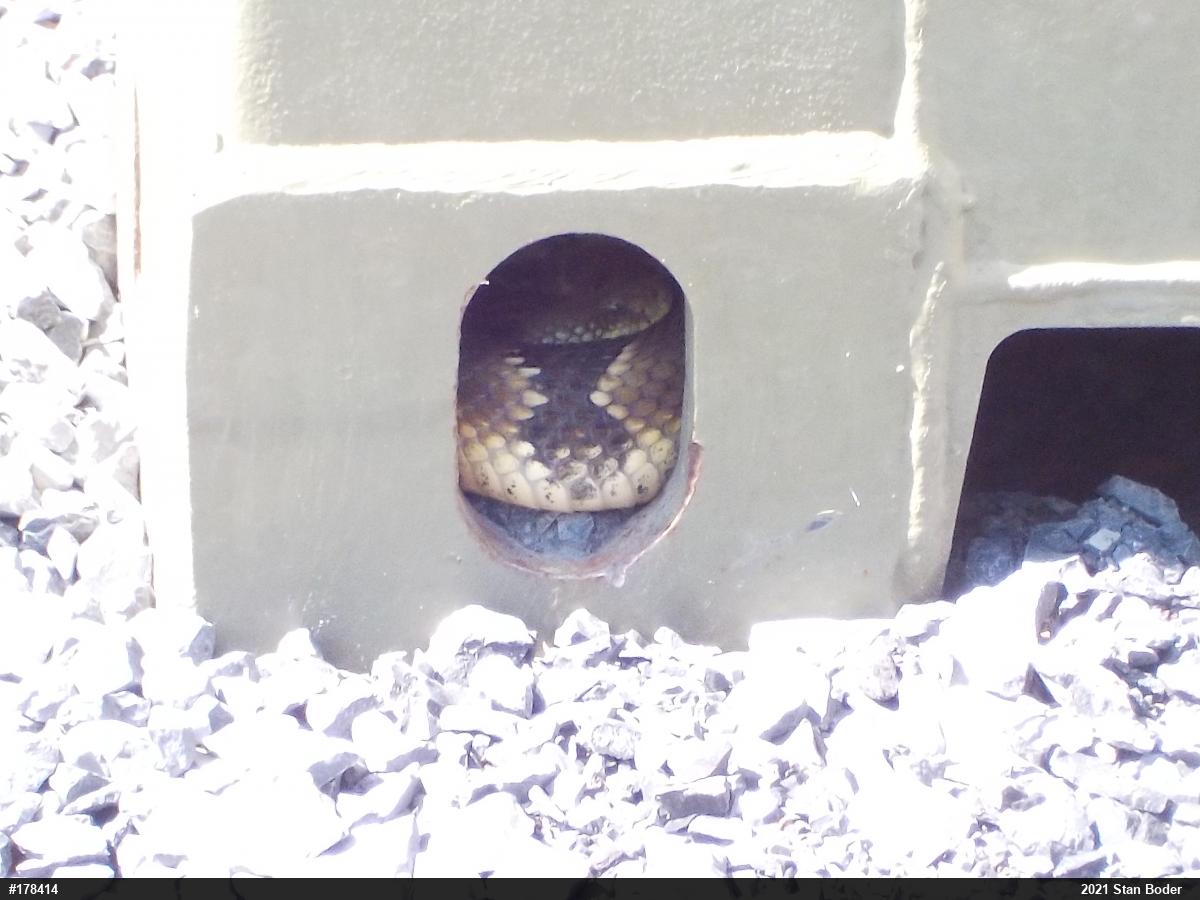 Timber Rattlesnake