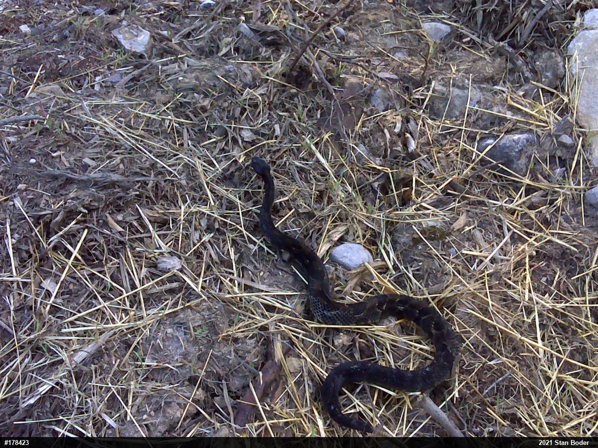 Timber Rattlesnake