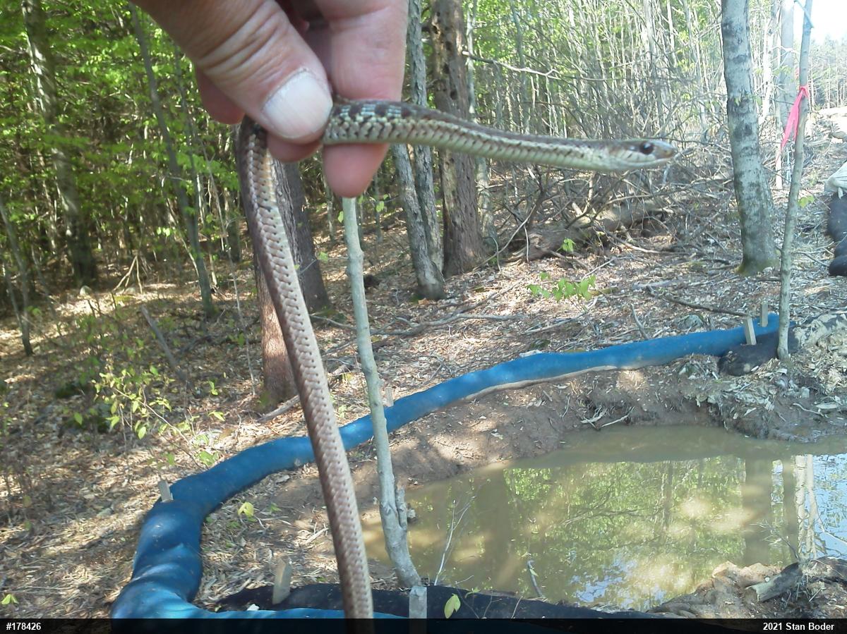 Eastern Gartersnake