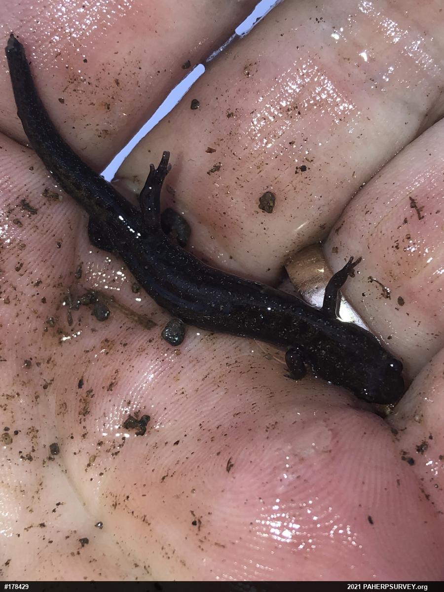 Allegheny Mountain Dusky Salamander