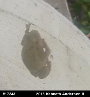 Gray Treefrog