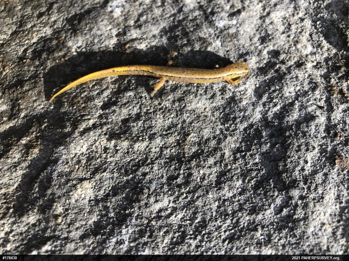 Northern Two-lined Salamander