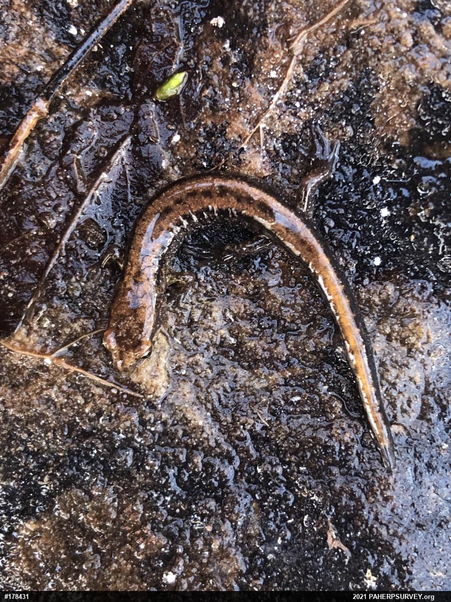 Allegheny Mountain Dusky Salamander