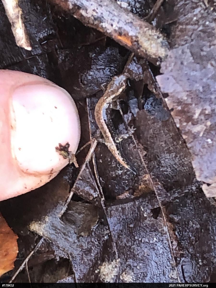 Allegheny Mountain Dusky Salamander