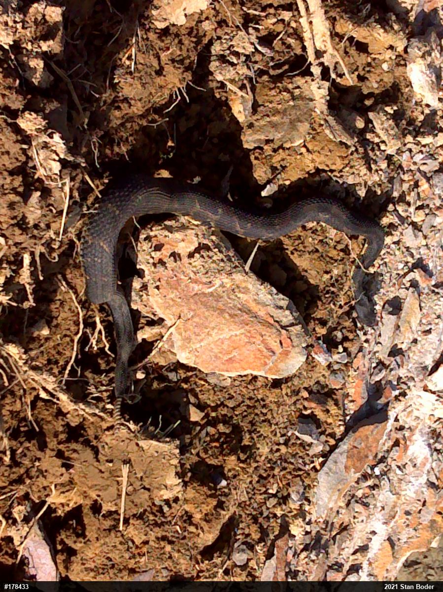 Timber Rattlesnake