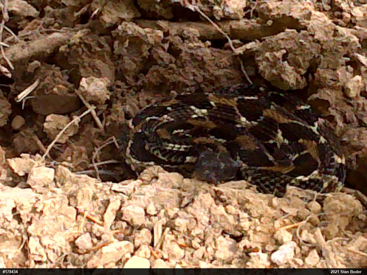 Timber Rattlesnake